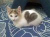 abaa-cat-heart_t1.jpg