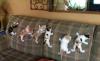 abaa-kittens-on-the-couch_t1.jpg