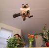 abaa-the-flying-kitten_t1.jpg