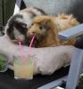abaa-two-hamsters-drinking-fro_t1.jpg