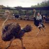 abaa-riding-an-ostrich_t1.jpg
