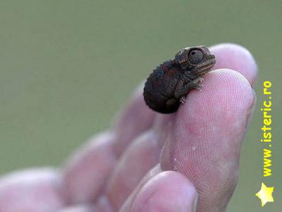 abaa-smallest-chameleon.jpg