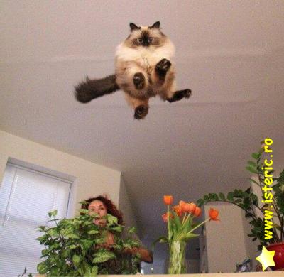 abaa-the-flying-kitten.jpg