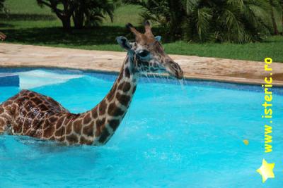 abaa-giraffe-in-the-swimming-p.jpg