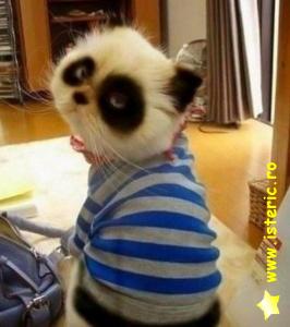 abaa-adorable-panda-looking-ki.jpg